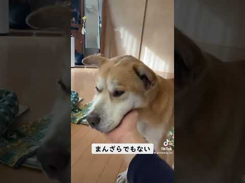 嬉しそうでもないが嫌そうでもない。#保護犬を家族に #シニア犬 #保護犬#doglover #rescuedog #dogs