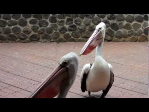 Funny pelicans / Taman Mini Indonesia Indah, Birds park