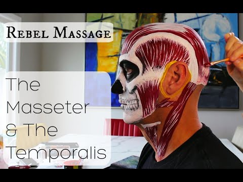 The Masseter And The Temporalis: A Story Of Time And Space