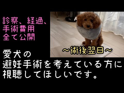 愛犬の避妊手術を考えている方に視聴してほしいです。手術後翌日の記録。トイプードル