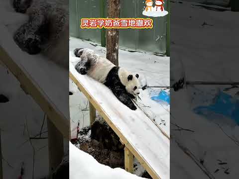 下雪啦！灵岩cosply奶爸雪地撒欢儿😁 #灵岩 #国宝大熊猫 #giantpandas