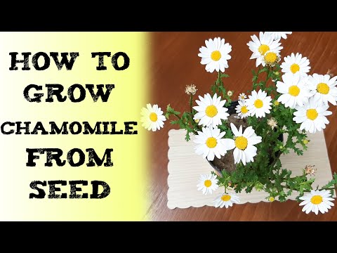 how to grow Chamomile from seed 洋甘菊 कैमोमाइल Ромашка Manzanilla Kamille pflanzen 캐모마일