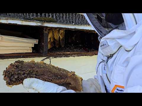 Honey Bee Relocation, 40 FEET IN THE AIR! | Around Town