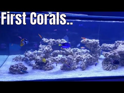 ADDING CORALS TO MARINE AQUARIUM