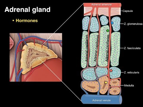 Adrenal gland