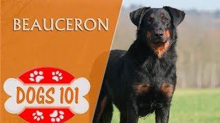 Dogs 101 - BEAUCERON - Top Dog Facts about the Beauceron