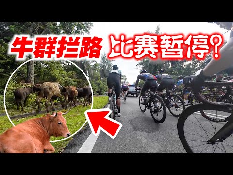 森美兰州80KM公路赛！遭遇牛群挡路！比赛中途暂停？Rembau Fellowship Ride & Race 2024【单车日记#83】ENG SUB CC