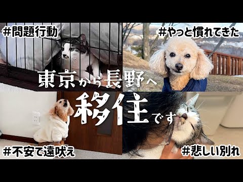 愛犬たちと東京から長野に移住！引っ越しで初めて遠吠えする姿に泣けた...