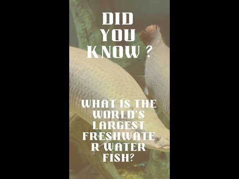 Did you know   Largest Fish #shorts