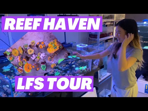 Reef Haven - Aussie LFS Tour!