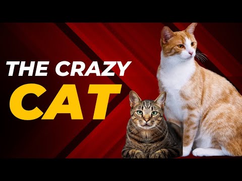 THE CRAZY CAT