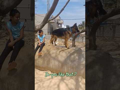 Do you like that ? pls subscribe #dog #blackpink #germanshepherd #shorts