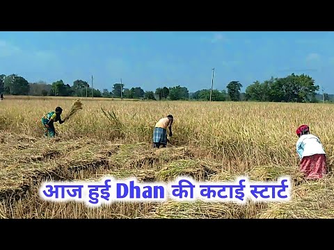 आज हुई Dhan की कटाई स्टार्ट | देखे सबसे अच्छी धान #vlog#trending@amwalavlogs