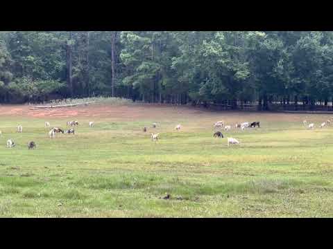 Our Field of Goats