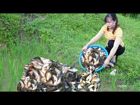 How a Vietnamese highland rural girl raises fish in rice fields