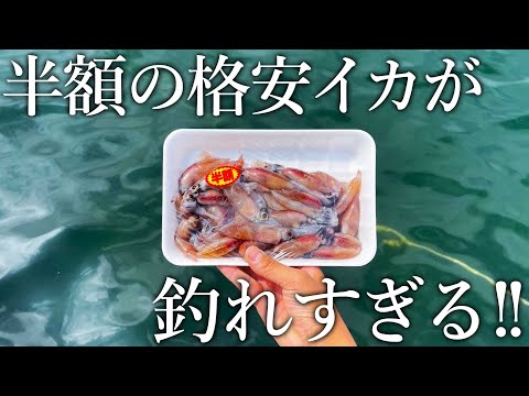 大物や高級魚まで入れ食い！スーパーで買った半額のホタルイカが神エサすぎました