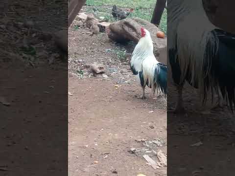 GALO PAVÃO