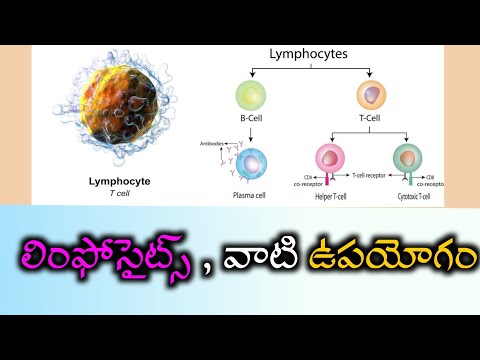 లింఫోసైట్స్ | blood components lymphocytes   | Biology classes for Dsc | general knowledge quiz