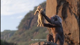 Disney’s The Lion King เดอะ ไลอ้อน คิง l คลิป "Circle of Life" (Official ซับไทย)