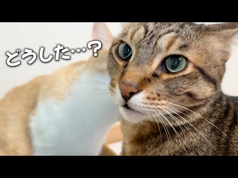 麻酔で様子がおかしくなった飼い主を心配するティガーさん