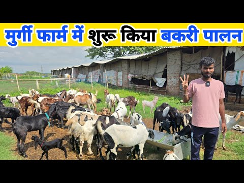 मुर्गी फार्म में शुरू किया बकरी पालन | Bakri palan kaise shuru kare