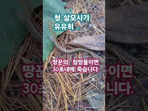 정의의 심마니 땅꾼의 침한방울에30초면!? #대박 #snake #뱀조심 #독사 #살모사 #칠점사 #화사 #구렁이 #누룩뱀 #땅꾼 #심마니 #치유