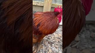 Having a chat with Steve and the chicka #happychickens #chicken #raisingchickens