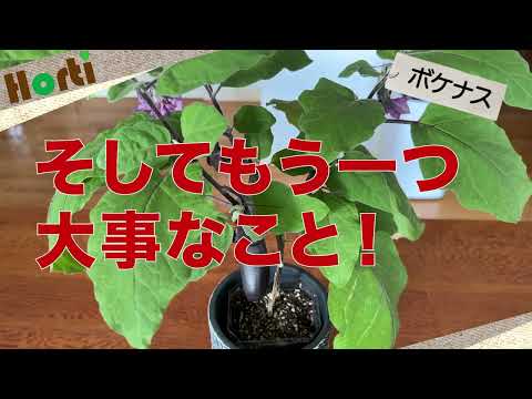 ボケナスはなぜできる？