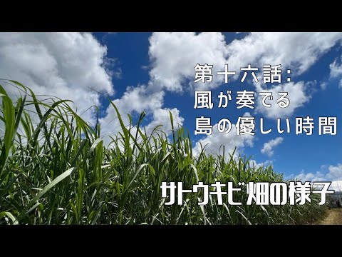 【第十六話：風が奏でる島の優しい時間】〜サトウキビ畑の様子〜