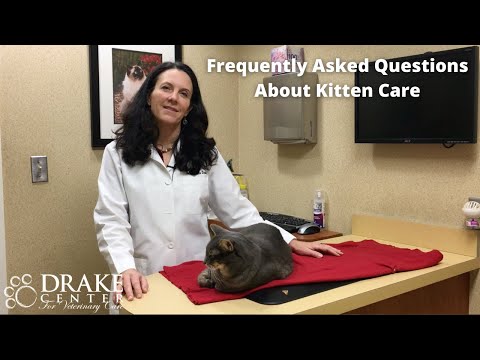 Frequently Asked Questions About Kitten Care