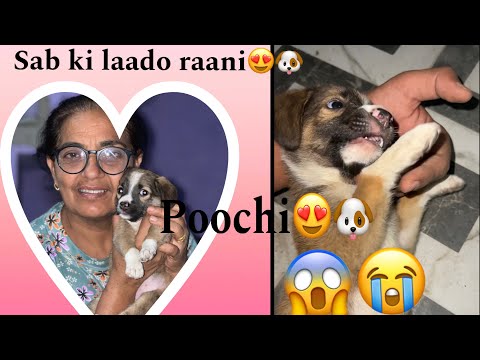 Sab ki laadli 😍🐶| help and support bezubaan | help street dogs| must watch