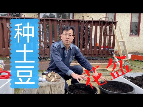 土豆种植：一起来使用花盆种土豆!土豆种植间距，深度，以及土豆种块大小！