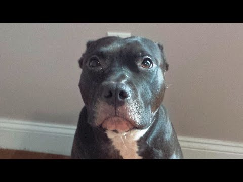 MOST DANGEROUS DOG Pit bull Compilation