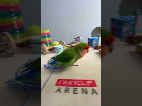 Bird Training : Smart lovebird Parrot | Smart Little Cute Parrot #training #smartparrot #cute