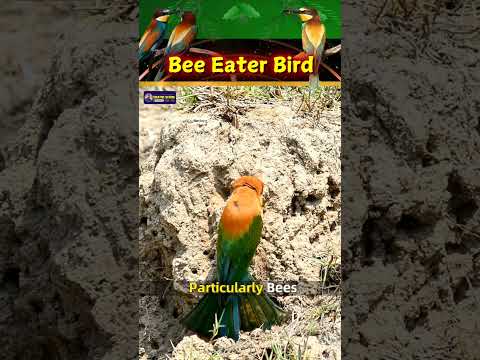 Bee-Eater Birds | A Vibrant Journey Through Nature's Aerial Masters | Creative Nature