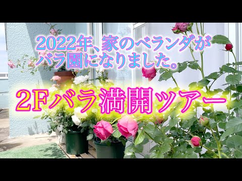 【２Fばら満開】2022年、お家のベランダがバラ園になりました。2階バラ満開ツアー！