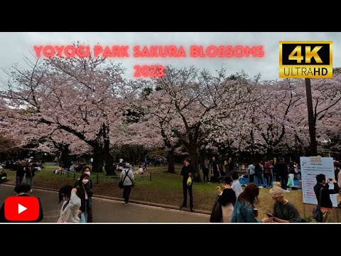 2023 Tokyo Cherry Blossom Season: 4K Video of Yoyogi Park's Magical Sakura Blossoms!