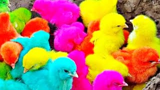 World Cute Chickens, Colorful Chickens, Rainbows Chickens Cute Ducks, Cat, Rabbits Cute part 67