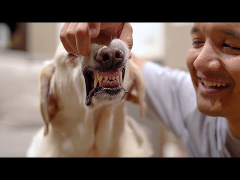 Transforming a Senior Labrador's Smile! Amazing DIY Teeth Cleaning Routine