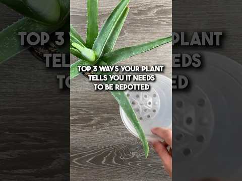 Top 3 Ways Your Plant Tells You It Needs To Be Repotted