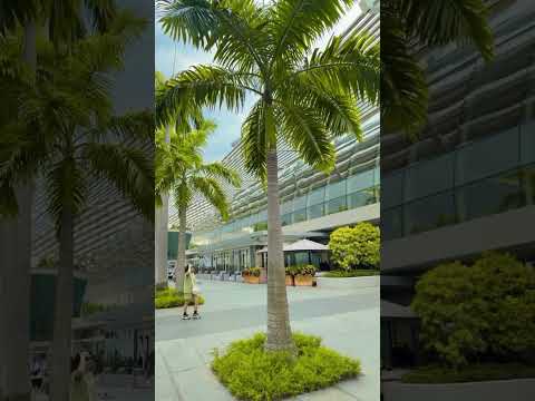 Merina Bay Singapore #music #marinabaysingapore #trending #love #youtubeshorts