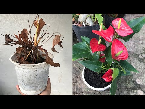 Revive anthurium from a dry plant into a lush flowering plant