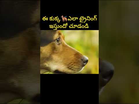 ఈ కుక్క🐕‍🦺ఎలా ట్రైనింగ్🐈ఇస్తుందో చూడండి👉 #shorts #ytshots