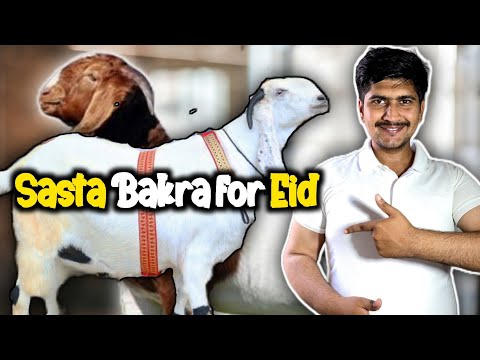 10 Lakh Ka Bara Bara Bakra Eid Ke Liye! | Qurbani Karne Walo Ke Liye Khas