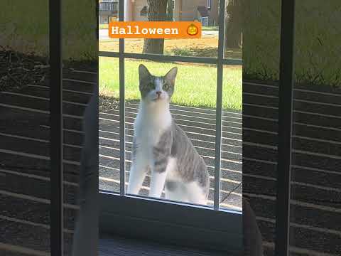 Halloween 🎃 #cat #funnyvideo #funnycatvideos