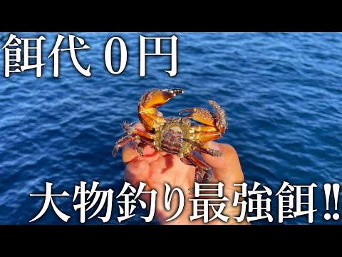 【餌代0円】拾ったカニが高級魚や大物まで釣れる最強の釣りエサでした［正海チャンネルコラボ］