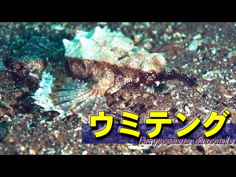 【 ウミテング 】ゼンマイ仕掛けの魚　Eurypegasus draconis