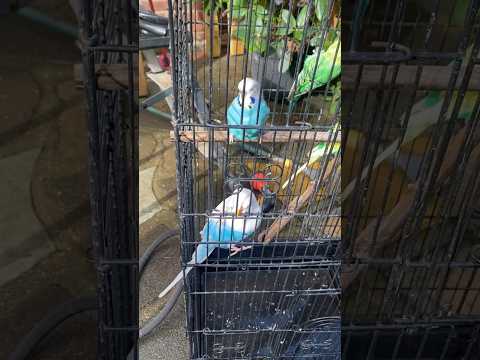 Cute Little Budgies 🕊️#budgies #birds #animals