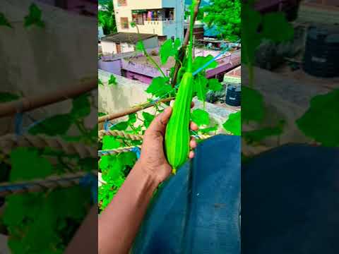 ##ridger guard harvesting in terrace garden#organic ridge guard#nature #terracegarden #youtubeshorts