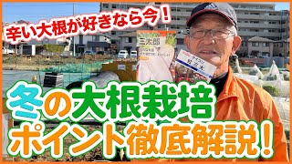 【Subtitles ver】Tips for Growing Spicy Daikon in December from a Japanese Farmer !